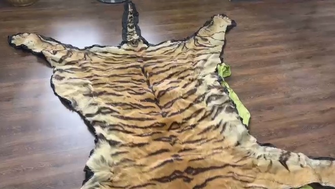 पुणे कस्टम विभाग की बड़ी कार्रवाई, बाघों के शिकार करने वाले रैकेट को पकड़ा